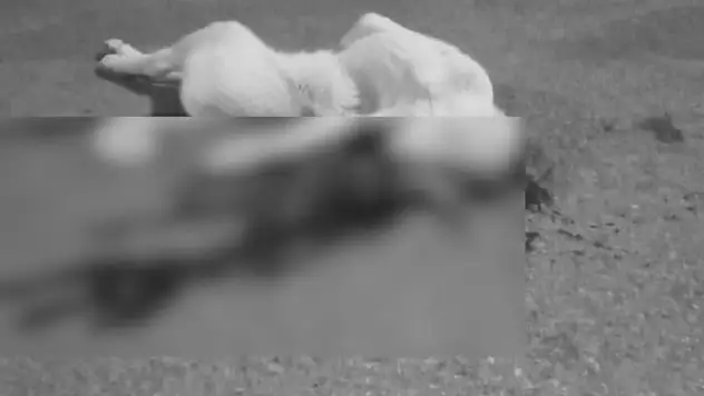 Vicdansız Sürücü, Köpeğe Çarparak Kaçtı!