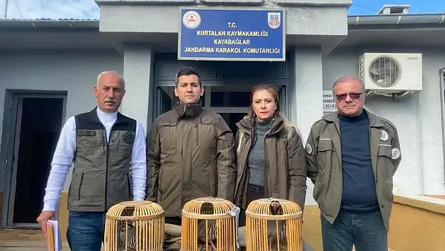 Yasak Olduğu Halde Avcıların Avladıkları Kınalı Keklikler Tekrar Doğaya Salındı