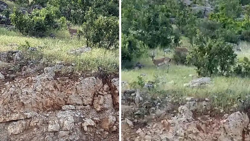 Siirt Eruh'ta Yaban Keçileri Kamerada: Doğal Yaşamın Sessiz Misafirleri Görüntülendi