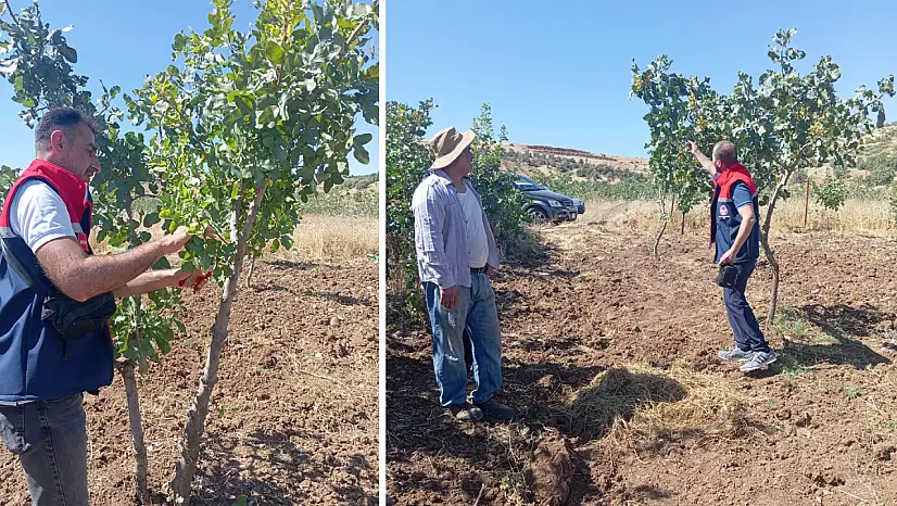 Siirt Şirvan'da Fıstık Bahçelerinde Uygulamalı Eğitim Programı Düzenlendi