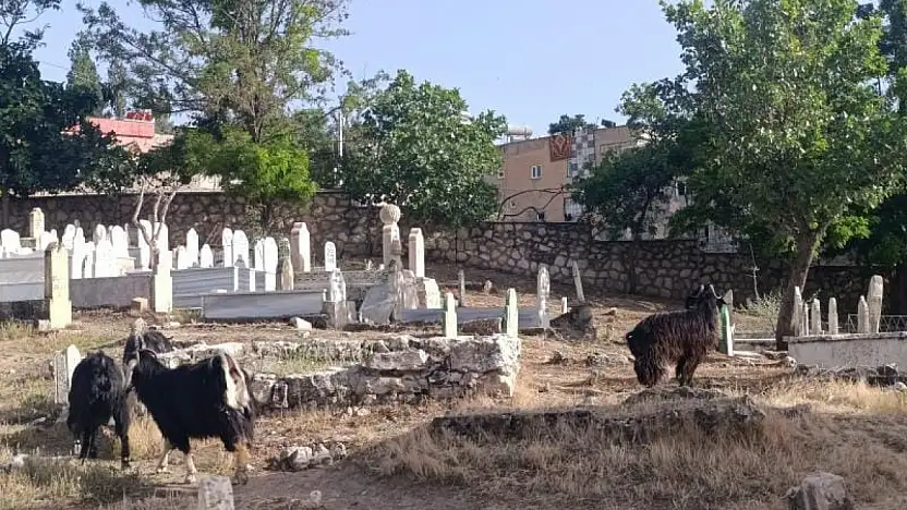 İbleliye Mezarlığı'nda İhmal İsyanı: Hayvanlar Otluyor, Mezarlık Bakımsız