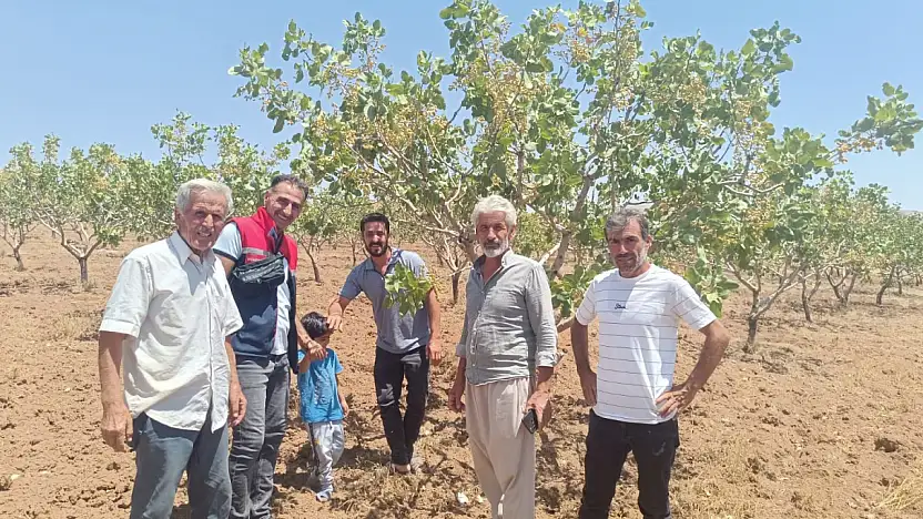 Kurtalan'da Siirt Fıstığı Yetiştiriciliği Eğitimi Verildi