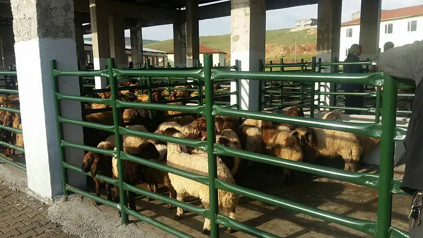 Siirt Belediyesi Kurban Bayramı Öncesi Satış ve Kesim Alanlarını Belirledi