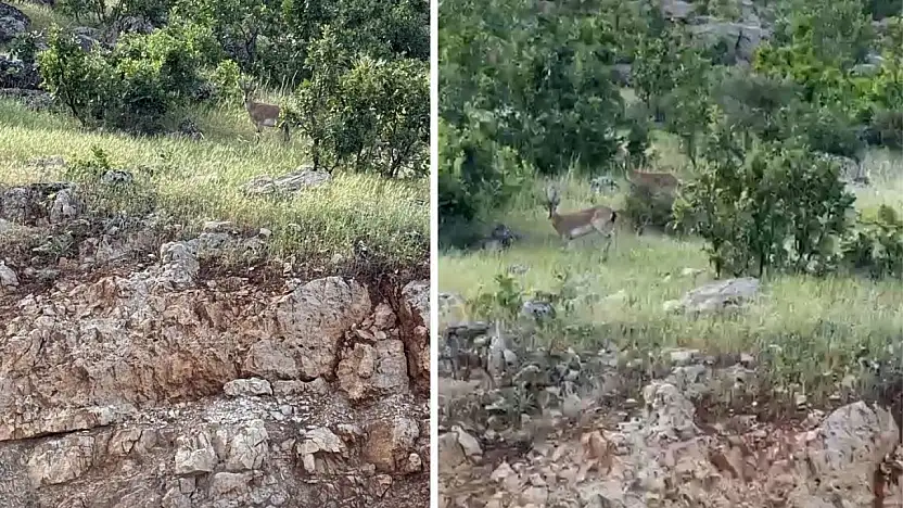 Siirt Eruh'ta Yaban Keçileri Kamerada: Doğal Yaşamın Sessiz Misafirleri Görüntülendi