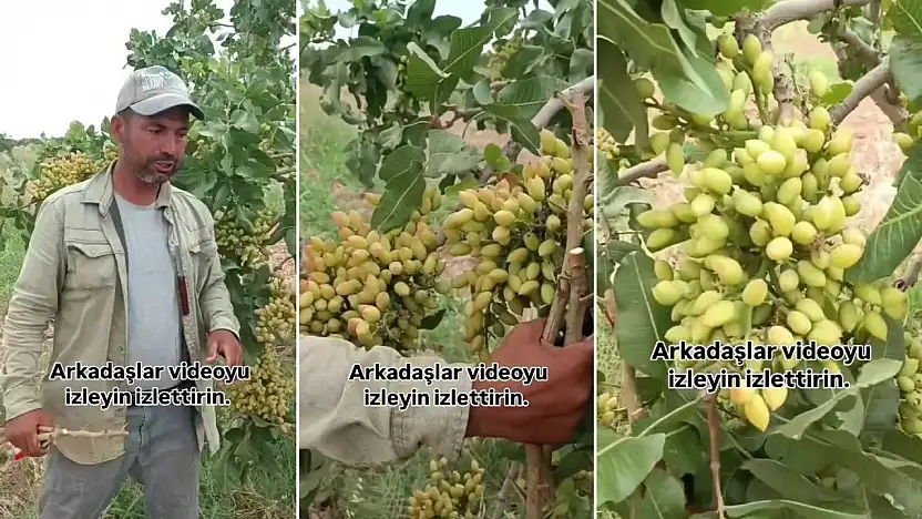 ''Siirt Fıstığı'' Şanlıurfa'da Rekor Verimle Yüz Güldürdü: Aşı Ustası Almaz'dan Örnek Uygulama