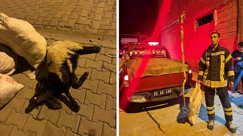 Siirt'te 2 Metrelik Yılan Bahçedeki Kuzuyu Telef Etti