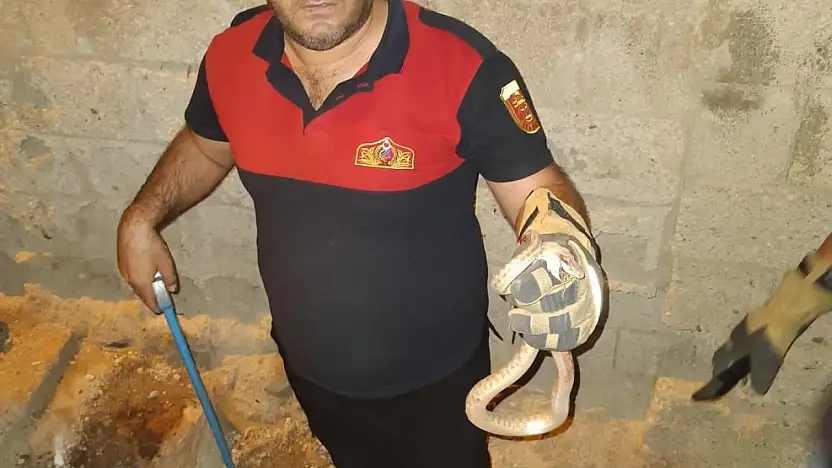 Siirt'te Evin Bahçesinde Yılan Paniği