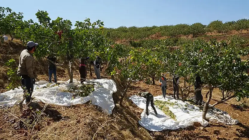 Siirt'te Fıstık İşçilerinin Yevmiyeleri Ne Kadar Olacak?