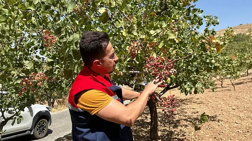 Siirt'te Fıstıkta Yüksek Verim Beklentisi