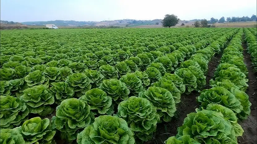 Siirt'te Marul Fidesi Dağıtımı Başlıyor