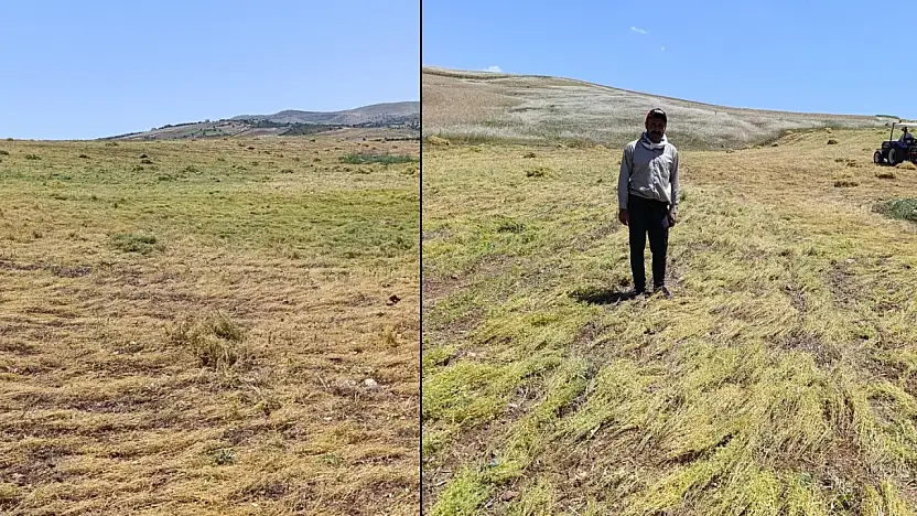 Siirt'te Mercimek Tarlasına Koyun Baskını: 200 Bin TL'lik Zarar!