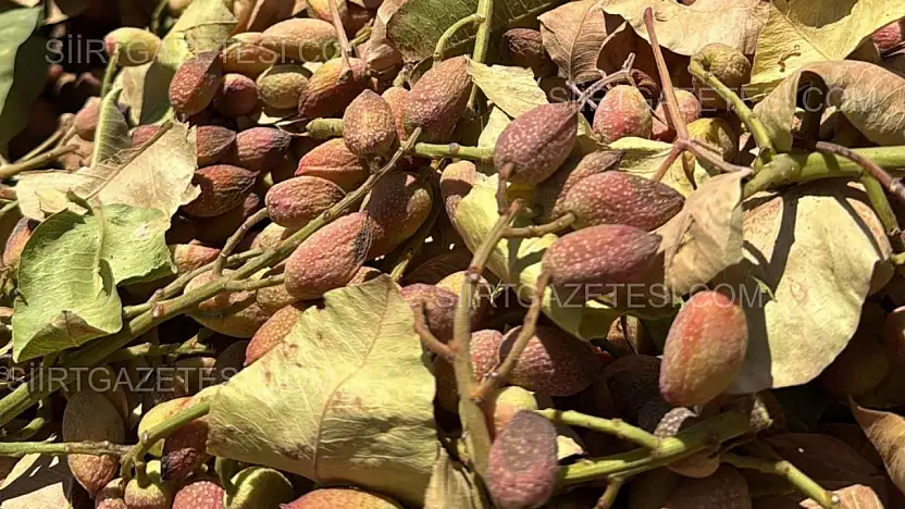 Siirt'te Sıcak Hava Fıstık Hasadını Öne Çekti