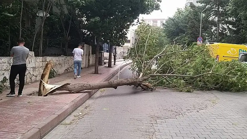 Siirt'te Şiddetli Fırtına: Ağaç Kopup Yola Devrildi