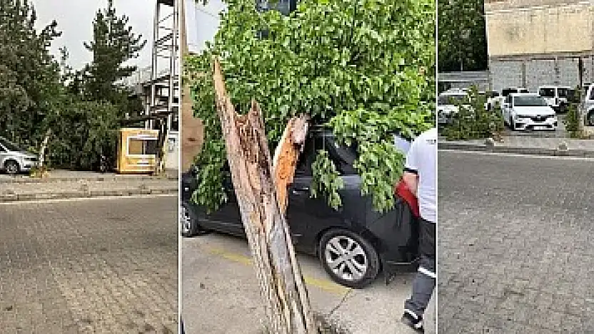 Siirt'te Şiddetli Fırtına Hayatı Felç Etti: Çatılar Uçtu, Camlar Kırıldı, Ağaçlar ve Duraklar Devrildi